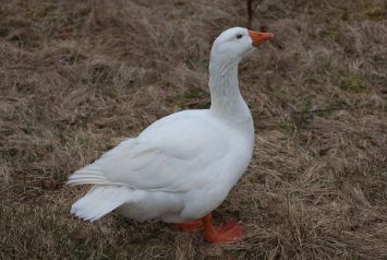 نژاد سفید نروژی Norwegian White