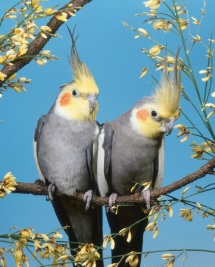 ماشین جوجه درآوری - یک جفت عروس هلندی زیبا