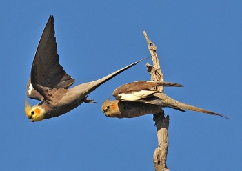 ماشین جوجه درآوری - یک جفت عروس هلندی در حال پرواز