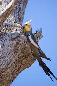 انکیباتور - لانه عروس هلندی