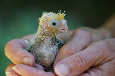 دستگاه جوجه کشی - جوجه عروس هلندی