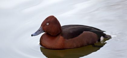 تخم نطفه دار - اردک غواص