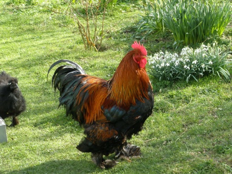 انکیباتور - کوشین نر پارتریج