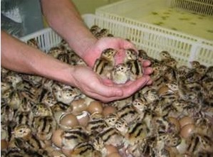 ماشین جوجه درآوری - جوجه های تازه از تخم درآمده کبک
