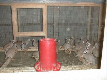 انکیباتور - جفتگیری کبک