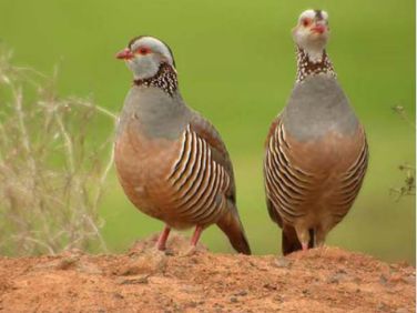 دستگاه جوجه کشی - تشخیص جنسیت کبک