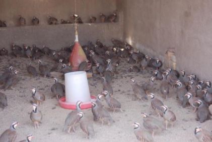 تخم نطفه دار - تکثیر و پرورش کبک