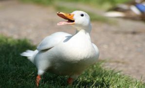 اردک نژاد پکنی