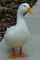 اردک نژاد پکنی