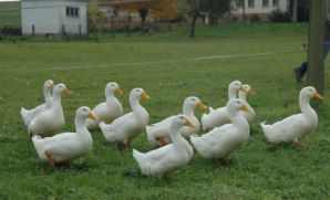 اردک نژاد پکنی