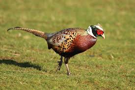 دستگاه جوجه کشی - قرقاول معمولی