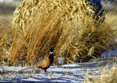 ماشین جوجه درآوری - زیستگاه قرقاول