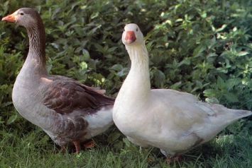 نژاد مهاجر Pilgrim