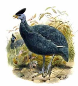 مرغ شاخدار - مرغ شاخدار - Plumed-guineafowl