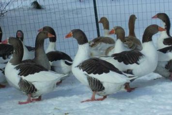نژاد پومرانیان Pomeranian