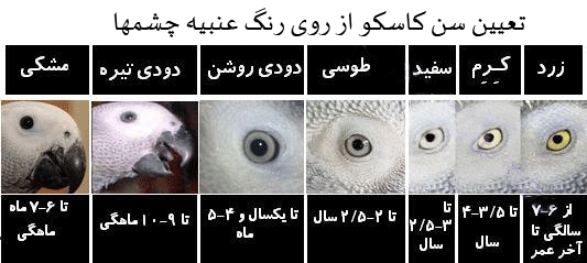 تعیین سن کاسکو از روی رنگ عنبیه چشمها
