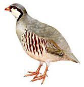 عکس کبک عکس جوجه کبک عکس تخم کبک