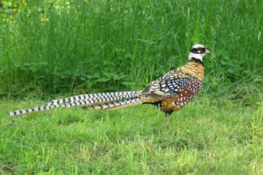 قرقاول نژاد ریوز Reeves pheasant