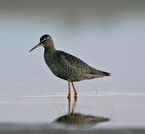 تصویر آبچلیک زوزه گرگی