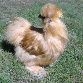 تخم نطفه دار - مرغ براق نژاد ابریشمی