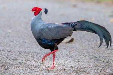 قرقاول نژاد سیامی فایربک تایلندی Siamese fireback pheasant
