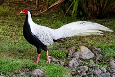 قرقاول نژاد سیلور Silver pheasant