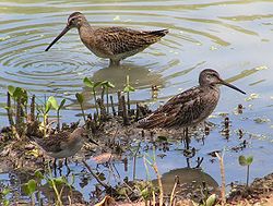 عکس آبچلیک تک زی