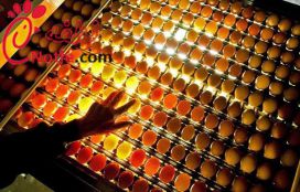 نطفه سنج شانه ای تخم های مختلف