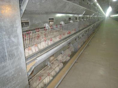 تخم نطفه دار - خستگی مرغان تخمگذار در قفس