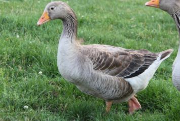 نژاد تولوز Tuolouse