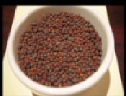 دستگاه جوجه کشی - تخم شلغم