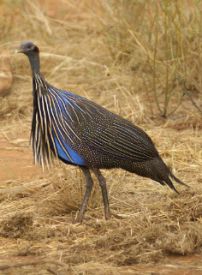 مرغ گینه - Vulturine-guineafowl