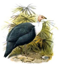 تصویر مرغ فرعون (مرغ مصری - مرغ شاخدار) White-breasted guineafowl