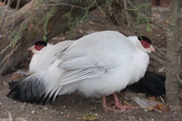 قرقاول نژاد گوش دار سفید White eared pheasant