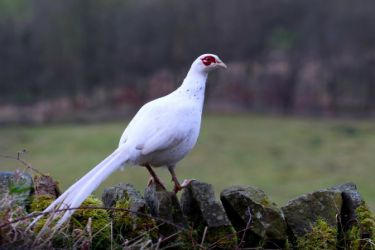 قرقاول نژاد سفید هلندی White netherland pheasant
