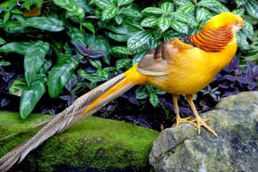 قرقاول نژاد لیمویی Yellow golden pheasant
