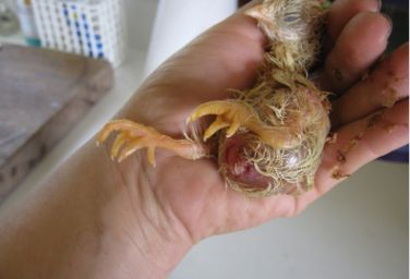 تخم نطفه دار - علائم عفونت کیسه زرده در جوجه ها