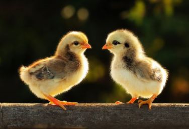 دستگاه جوجه کشی - عفونت کیسه زرده در جوجه ها