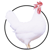 تخم نطفه دار نژاد آرین - گوشتی