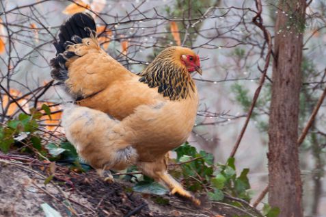 ماشین جوجه درآوری - تصویری زیبا از مرغ برهما
