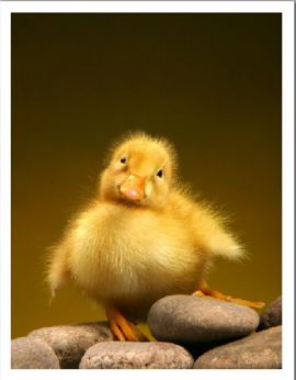 تخم نطفه دار - جوجه اردک