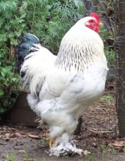 مرغ و خروس امپراطور یا برهما صابونی