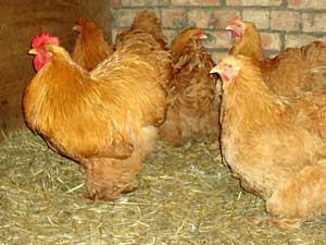 مرغ و خروس امپراطور یا برهما صابونی