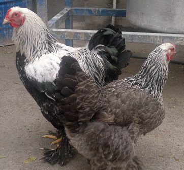 مرغ و خروس امپراطور یا برهما صابونی