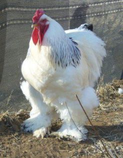 مرغ و خروس امپراطور یا برهما صابونی