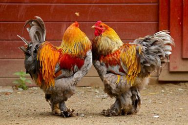 مرغ و خروس امپراطور یا برهما صابونی