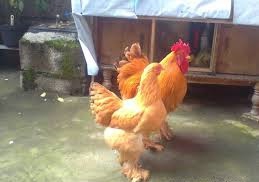 مرغ و خروس نژاد برهما طلایی