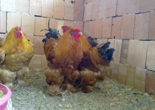 مرغ و خروس نژاد برهما طلایی