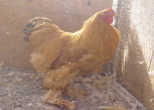 مرغ و خروس نژاد برهما طلایی