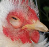 بیماری حنجره و ناي در مرغداری